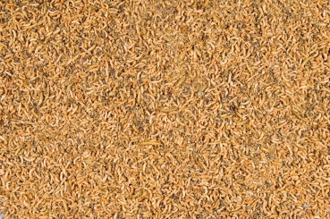 Versele-Laga Orlux Insect Patee Premium 2 kg