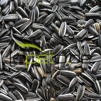 Gestreifte Sonnenblumenkerne