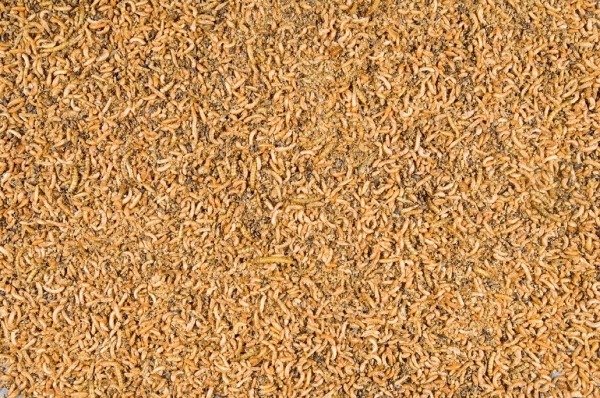 Versele-Laga Orlux Insect Patee Premium 2 kg