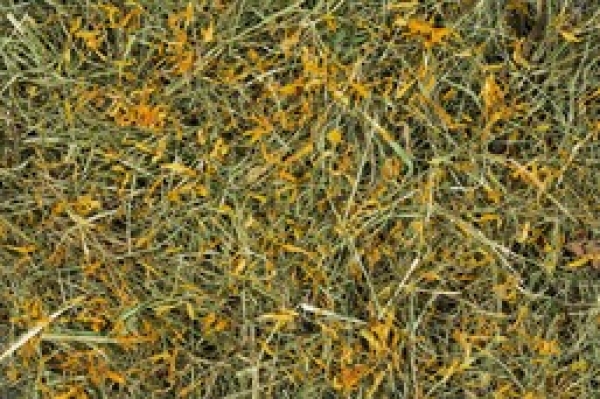 Versele-Laga Bergwiesenheu Löwenzahn 500 g