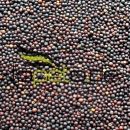 Rübsen 25 kg